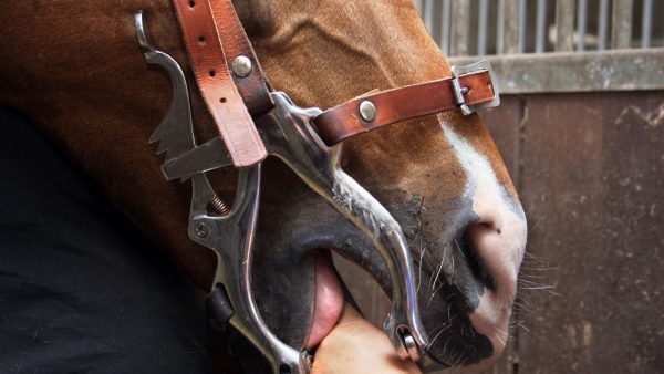Gebitscontrole bij een paard met een mondspreider