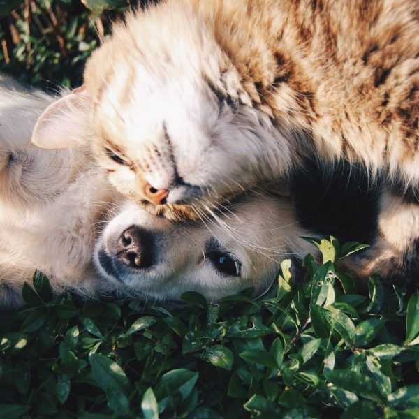 Kat en hond liggen samen in het gras