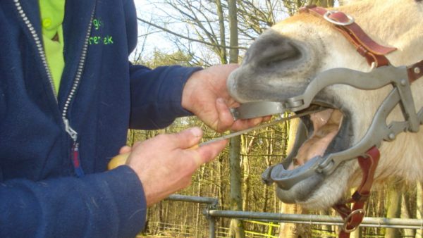 Dierenarts onderzoekt de hoef van een paard