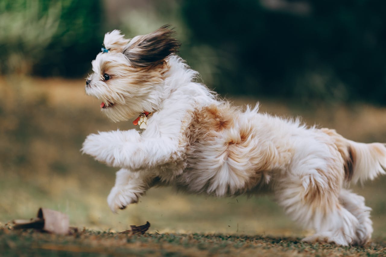 Hond rent vrolijk over een bospad
