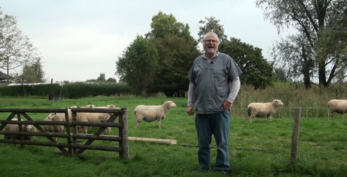 Schapenhouder bij het hek van een weiland met schapen