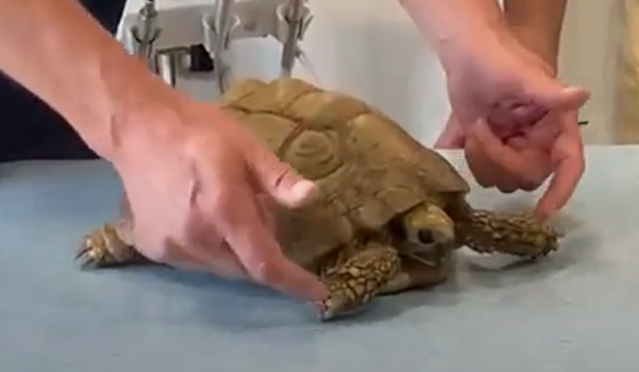 Landschildpad wordt met beide handen onderzocht op de behandeltafel