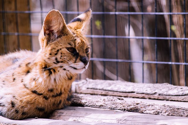 Serval kitten