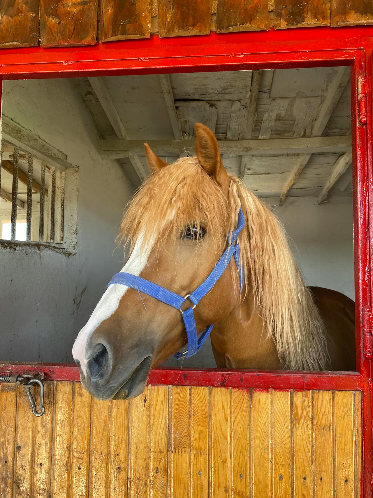 Pony met halster kijkt over de staldeur