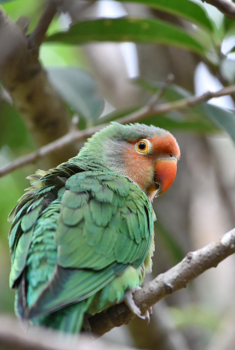 Agapornis met groene veren zit op een tak