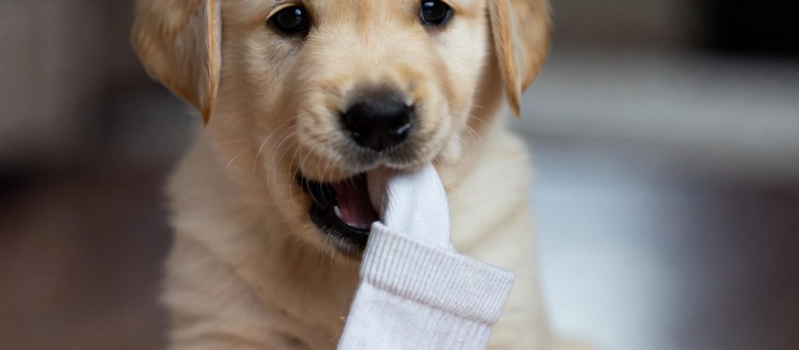 Hond eet een sok