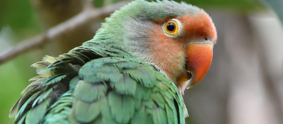Agapornis met groene veren zit op een tak
