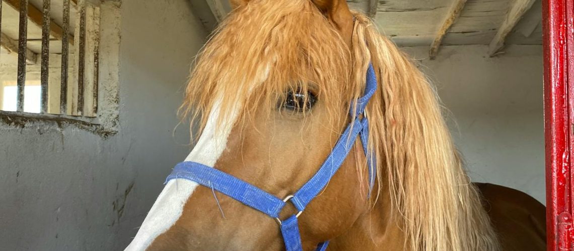 Pony met halster kijkt over de staldeur