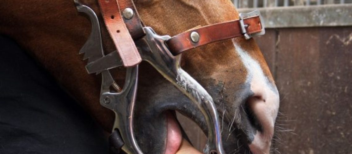 Gebitscontrole bij een paard met een mondspreider