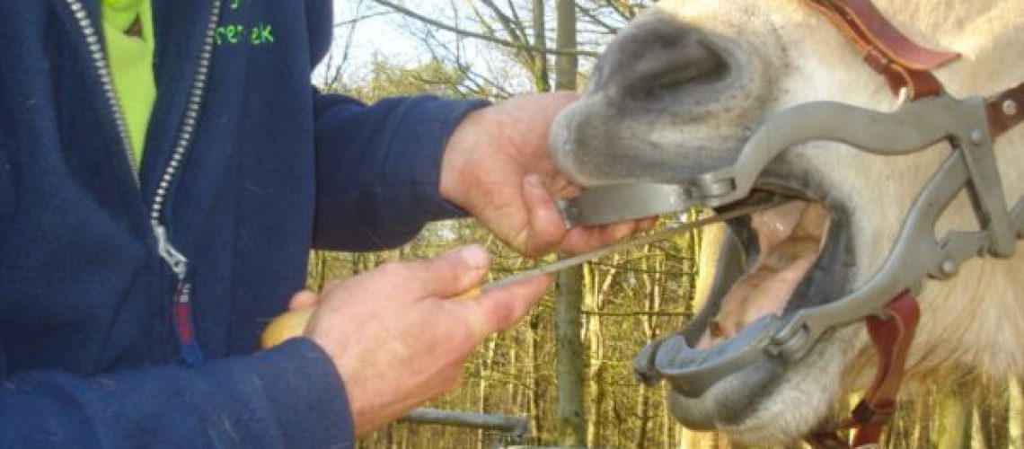 Dierenarts onderzoekt de hoef van een paard