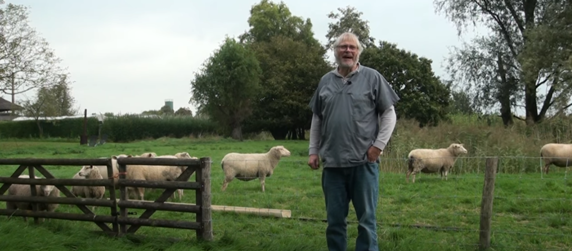 Schapenhouder bij het hek van een weiland met schapen