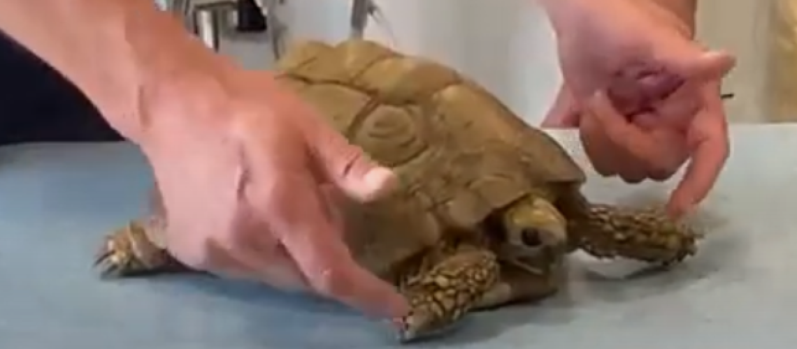 Landschildpad wordt met beide handen onderzocht op de behandeltafel