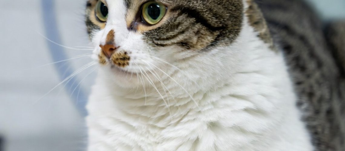 Cyperse kat kijkt rustig in de camera