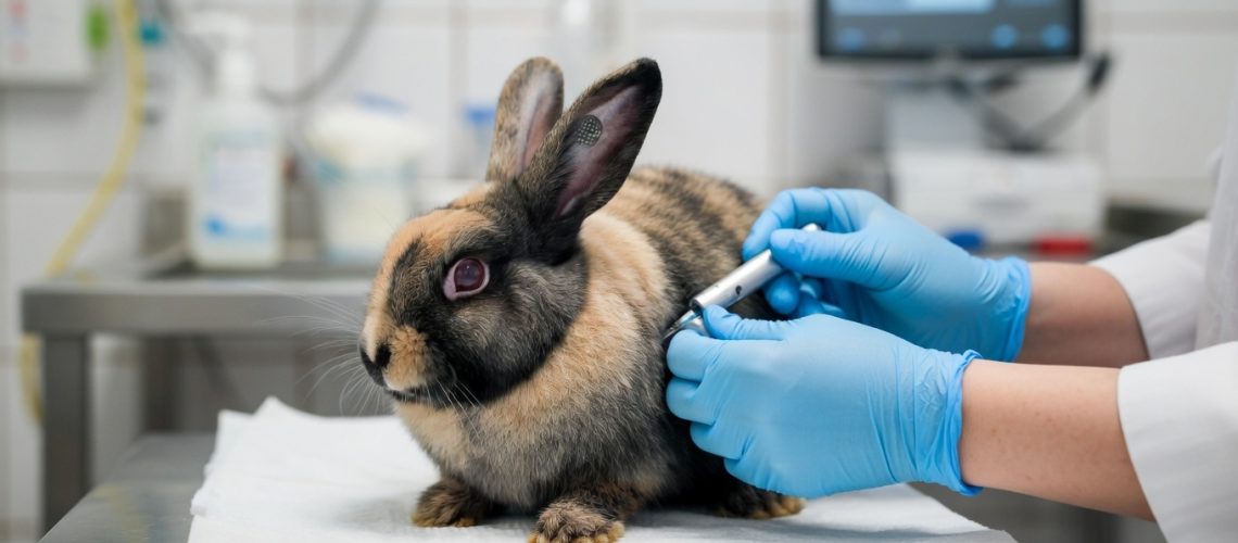 Konijn wordt door een dierenarts behandeld op de behandeltafel